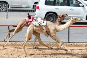 تألق «ركنه» و«الشهم» و«بلسم» و«حبشان» في المرموم
