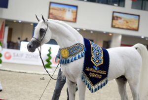 مشاركة واسعة في مهرجان الشارقة الدولي للجواد العربي
