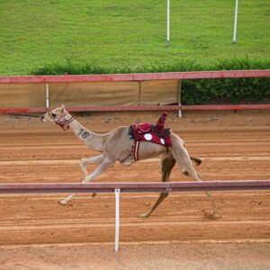 16 شوطاً لسن الفطامين بميدان الشارقة في الذيد
