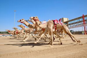 شعار الشقي يحصد كأس وبندقية اللقايا
