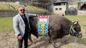 Ulaş Gülseçkin poses for a photo with his 800-kilogram bull Kadıköy Boğası, Artvın, Türkiye, April 8, 2025. (IHA Photo)